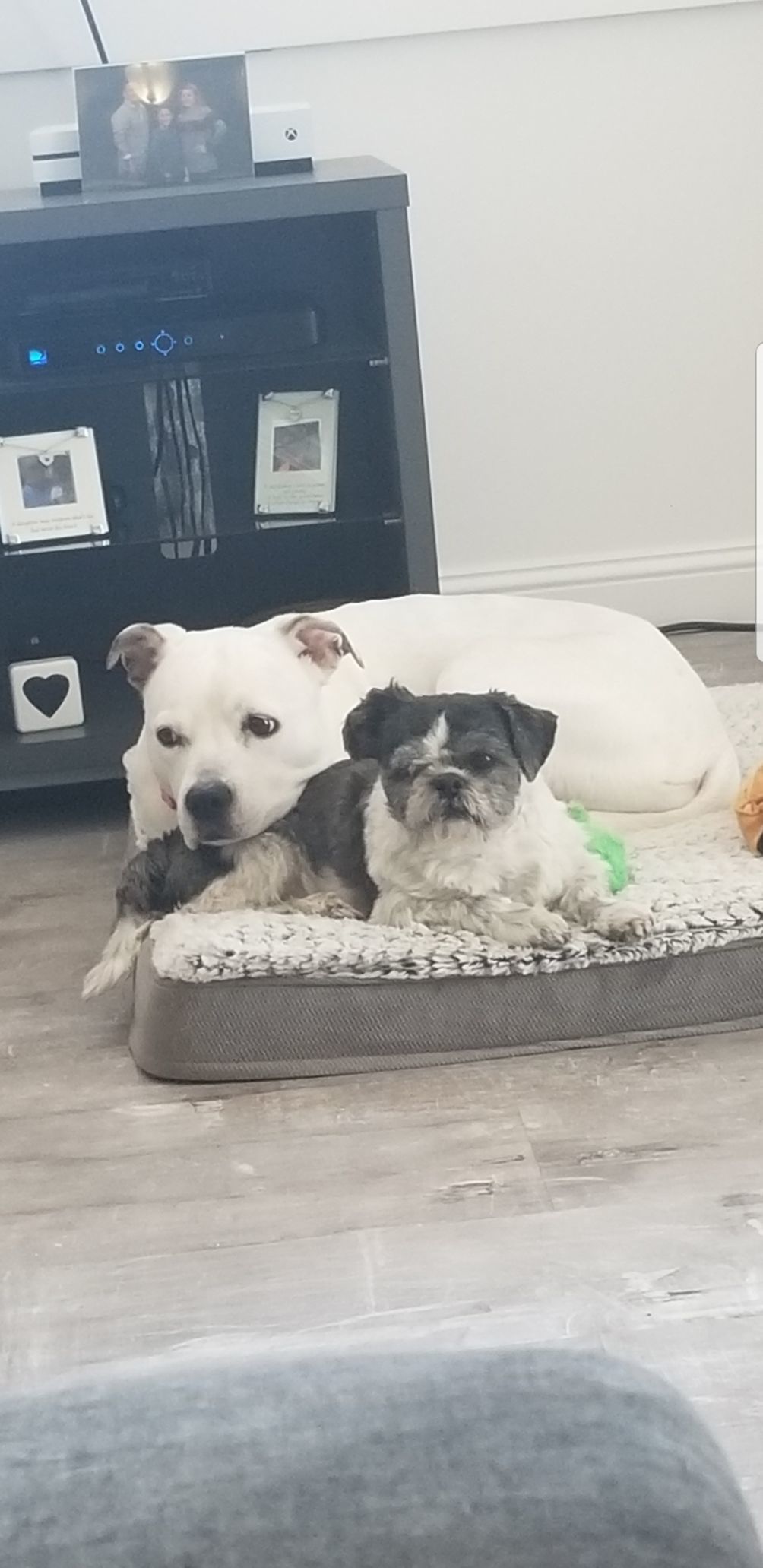 Jada and Scout
